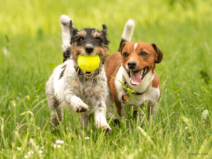 Veterinärmedizin Hunde beim Spielen Quelle iStock