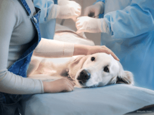 Veterinärmedizin Hund auf OP Tisch; Quelle iStock