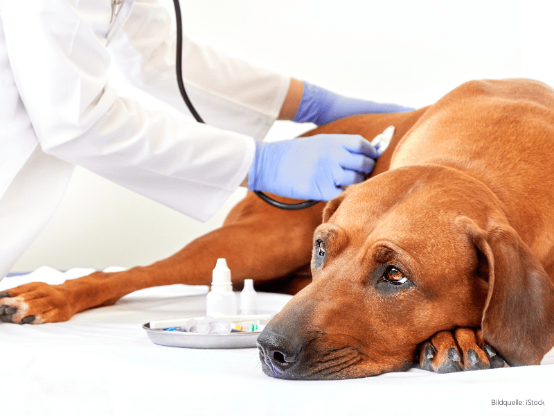 Veterinärmedizin: Labordiagnostik für die Tiermedizin