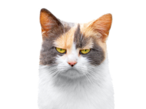 Veterinärmedizin, Böse schauenden Katze; Quelle: iStock-1434414228